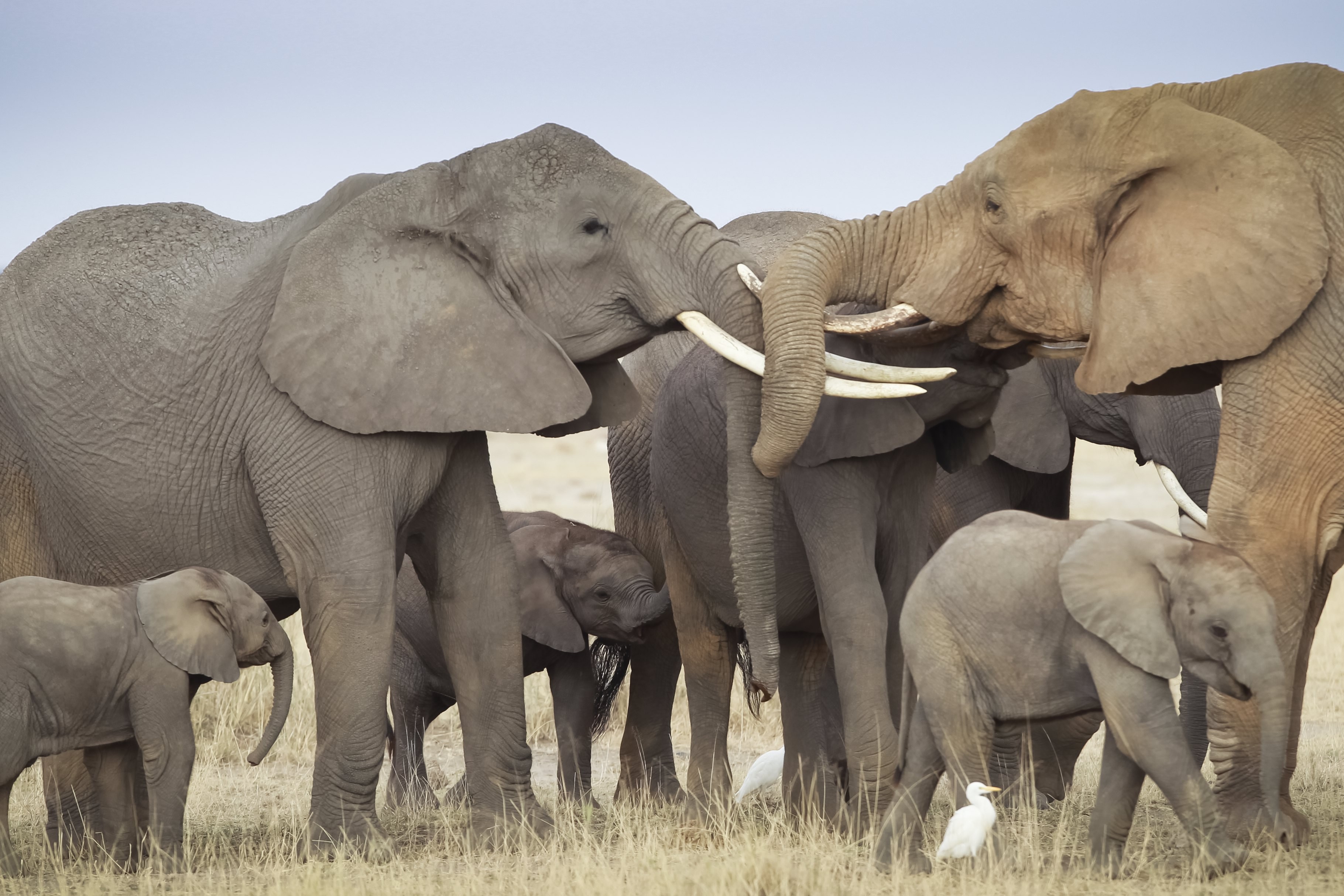 Download elephants transformation sex videos