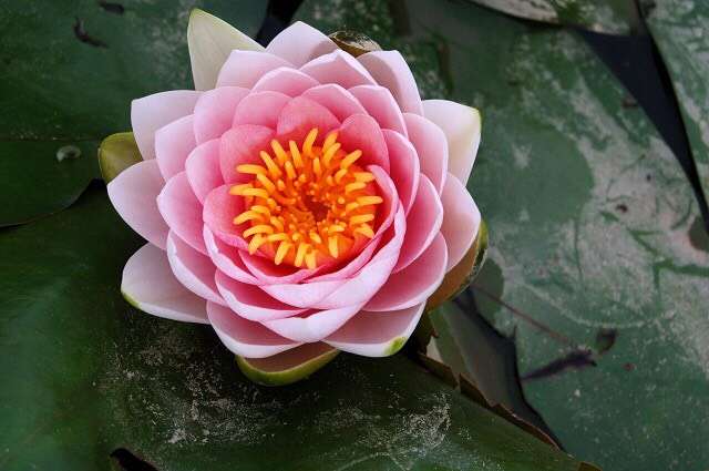 Lotus blossom massage orlando