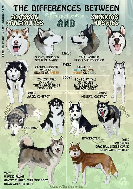 Vidéos malamute de alaska chiens de race malamute de